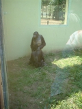 Der glücklichste Affe im Zoo
