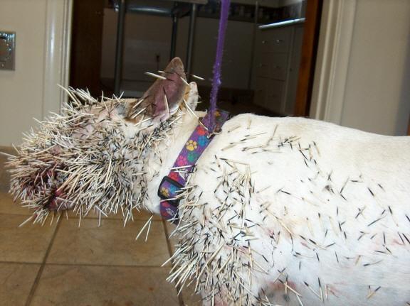 Ein Stachelschwein ist ein Stachelschwein ist ein Stachelschwein...