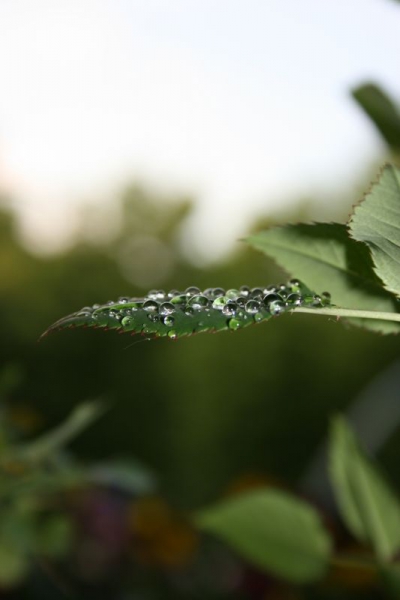 Rosenblatt mit Wassertropfen