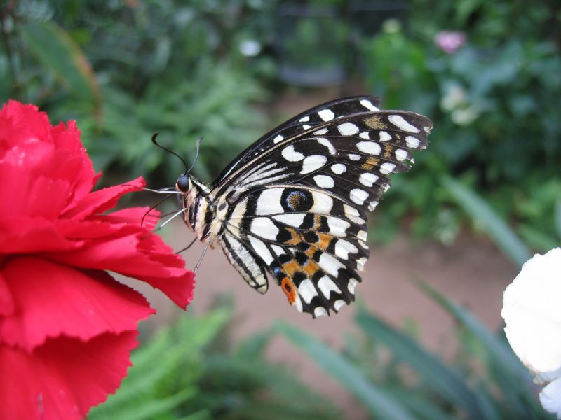 Schmetterling
