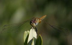 Libelle in Südfrankreich