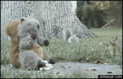 Squirrelfight