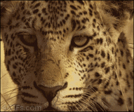 Leopard-spots-squirrel-eating