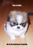 Fluffy