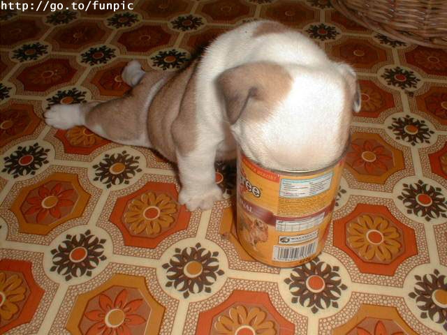 Pedigree rocks
