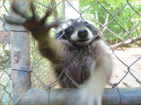 Gepisster Waschbär
